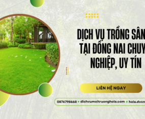 Dịch vụ trồng sân cỏ tại Đồng Nai – Chuyên nghiệp, bảo hành dài lâu Dịch vụ trồng sân cỏ tại Đồng Nai – Chuyên nghiệp, bảo hành dài lâu