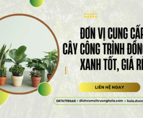 Đơn vị cung cấp cây công trình Đồng Nai xanh tốt, giá rẻ Đơn vị cung cấp cây công trình Đồng Nai xanh tốt, giá rẻ