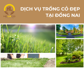 Dịch vụ trồng cỏ Chuyên nghiệp tại Đồng Nai Dịch vụ trồng cỏ Chuyên nghiệp tại Đồng Nai