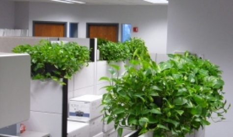 Cho thuê cây trang trí văn phòng tại Long Thành