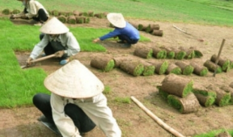 Chăm sóc bảo dưỡng cây xanh ở Biên Hòa