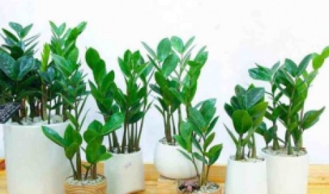 Cho Thuê Cây Trang Trí Văn Phòng tại Nhơn Trạch