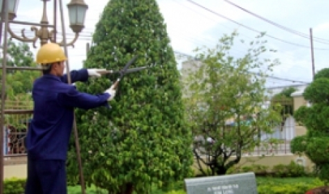 Dịch vụ trồng cây xanh sân vườn, công trình