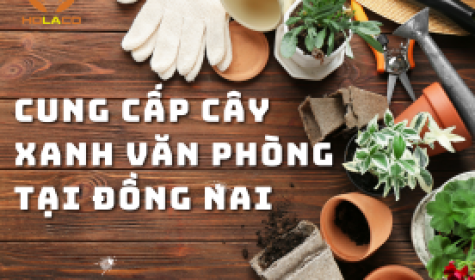 Cung cấp cây xanh văn phòng tại Đồng Nai