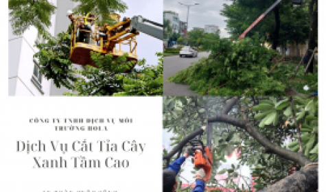 Cắt tỉa cây xanh tầm cao