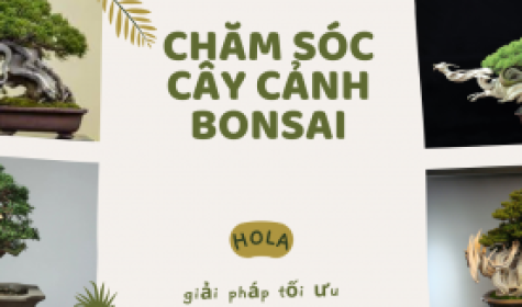Dịch vụ chăm sóc cây cảnh bonsai