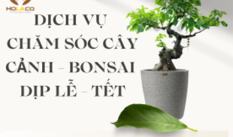 Dịch vụ chăm sóc cây cảnh bonsai dịp Lễ - Tết