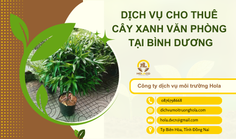 Dịch Vụ Cho thuê Cây Xanh Văn Phòng Tại Bình Dương