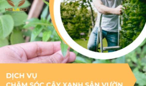 Dịch vụ chăm sóc cây xanh sân vườn uy tín chất lượng
