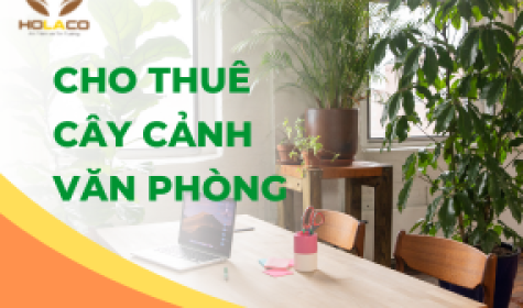 Cho thuê cây cảnh văn phòng đẹp 