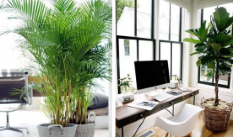 Dịch vụ cho thuê cây xanh văn phòng tại Biên Hòa