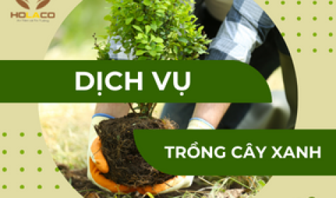 Dịch vụ trồng cây xanh công trình, sân vườn, tận nơi giá tốt